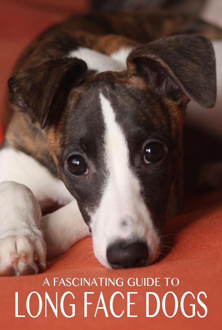 Long Face Dog - een fascinerende gids over dolichocephalie en al zijn implicaties
