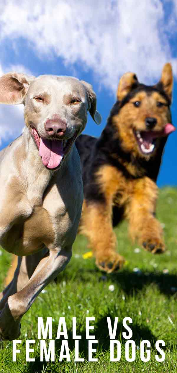 Mannelijke en vrouwelijke honden: moet ik een jongenshond of een meisjeshond kiezen?