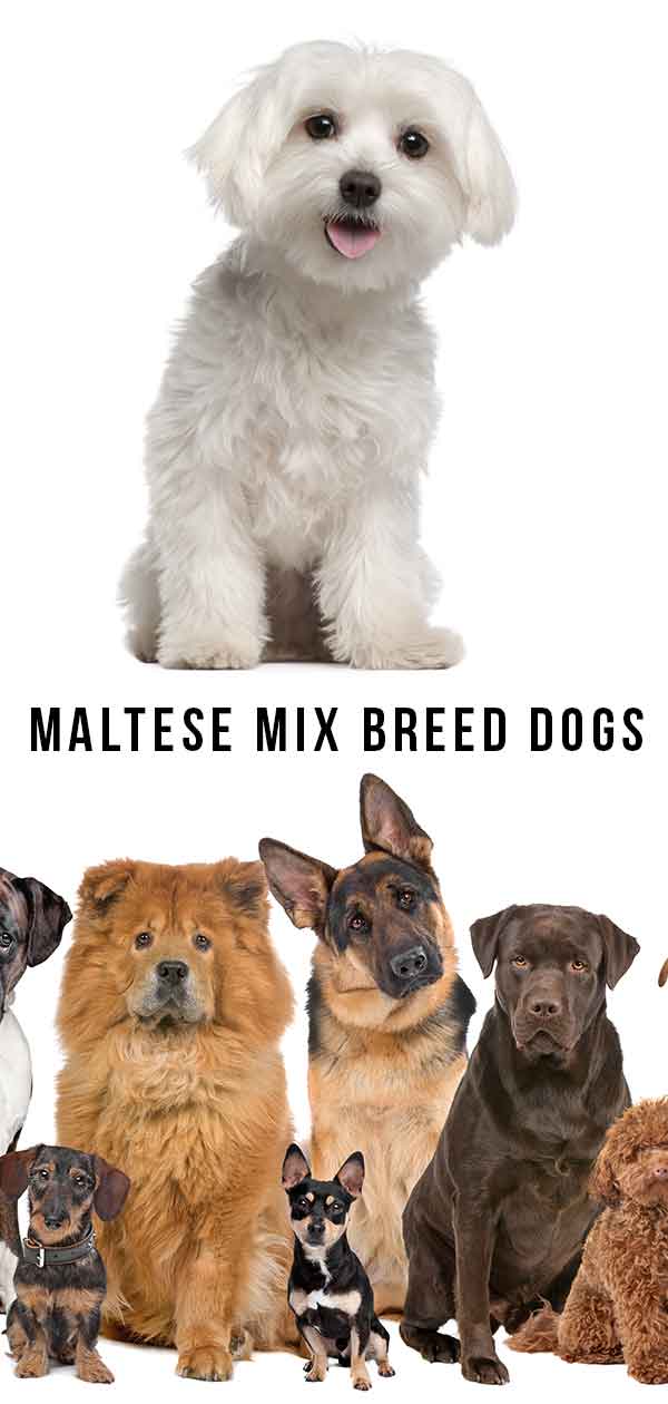 Maltezer Mix ras honden