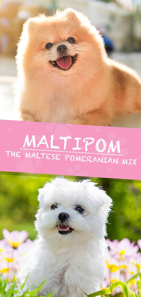 Maltipom - De Maltezer Pomeriaan Mix HP lang