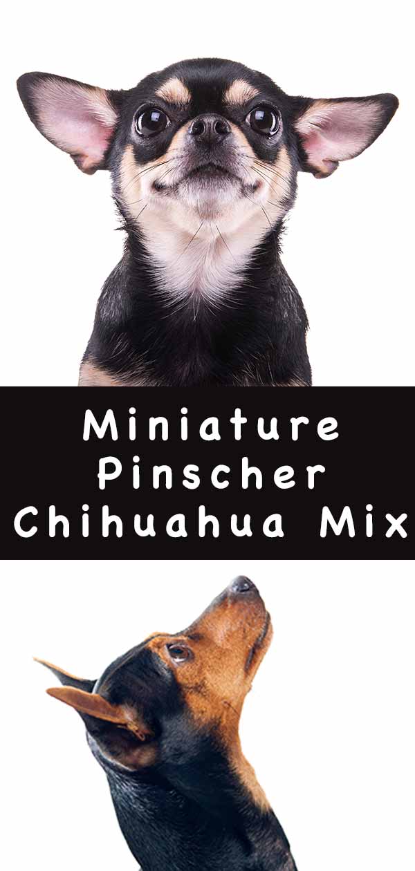 miniatuur pinscher chihuahua mix