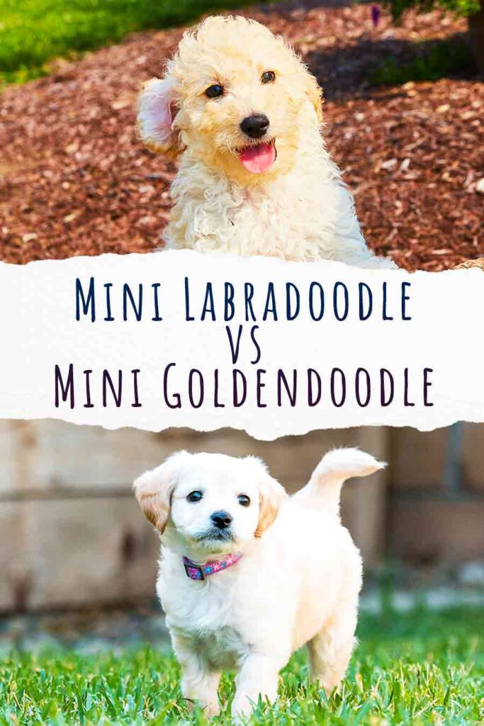mini labradoodle vs mini goldendoodle