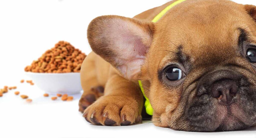 beste voeding voor franse bulldog puppy