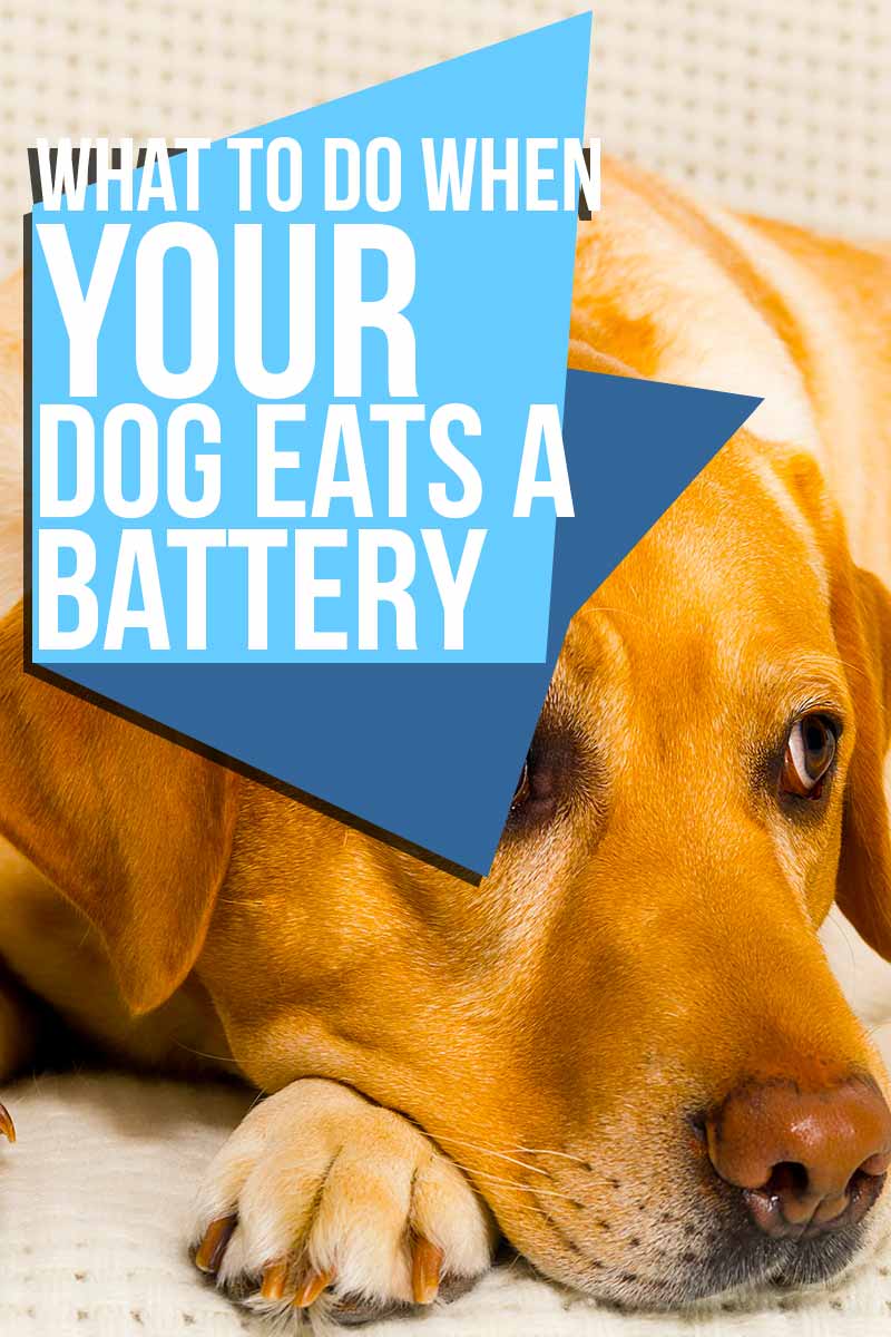 Wat te doen als uw hond een batterij opeet - Advies in een crisis van The Happy Puppy Site. 