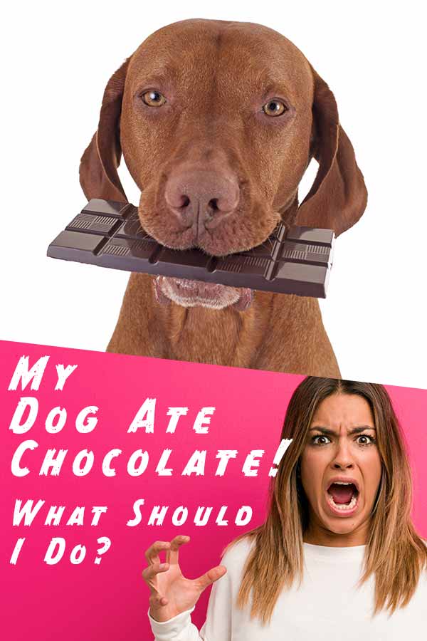hond die chocolade eet