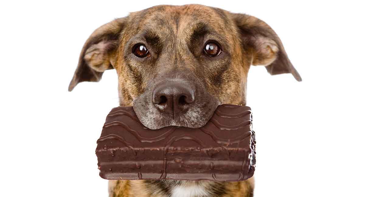Mijn hond at chocolade!