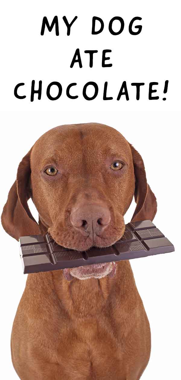 Hoeveel chocolade kan een hond eten?