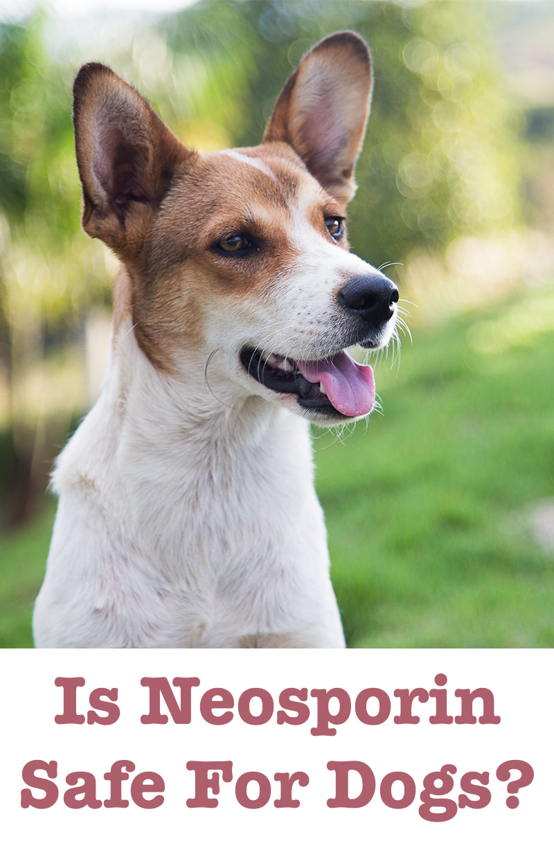 Neosporin Voor Honden