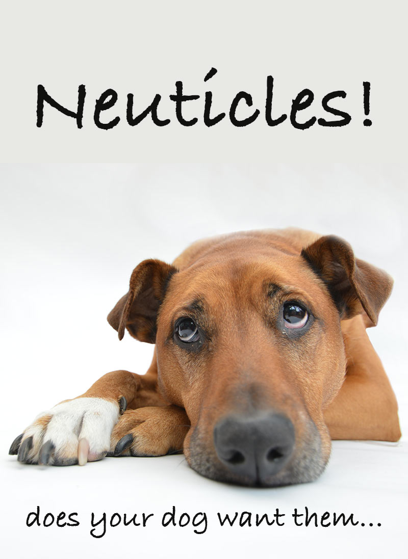 Neuticles - Wat zijn het en wil uw hond er wat van?