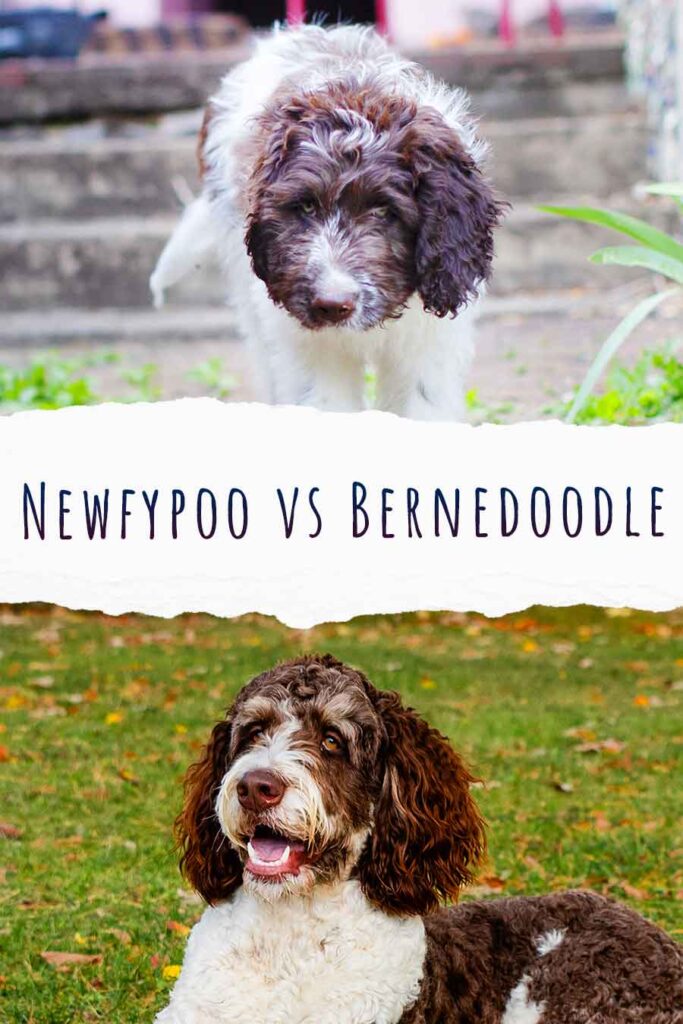newfypoo vs bernedoodle