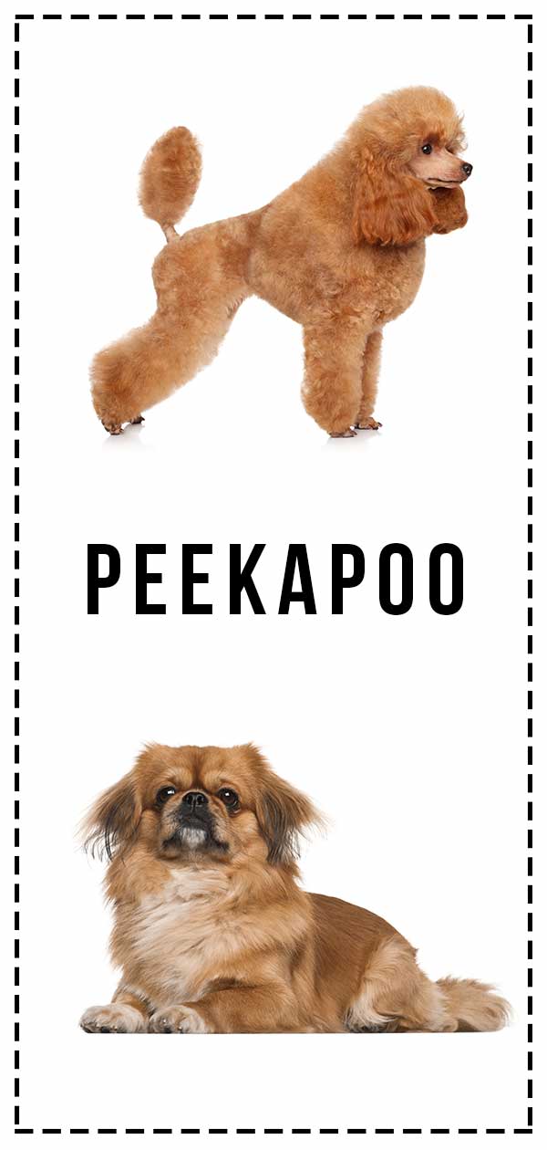 Peekapoo - Een Complete Gids voor de Pekingees Poedel Mix