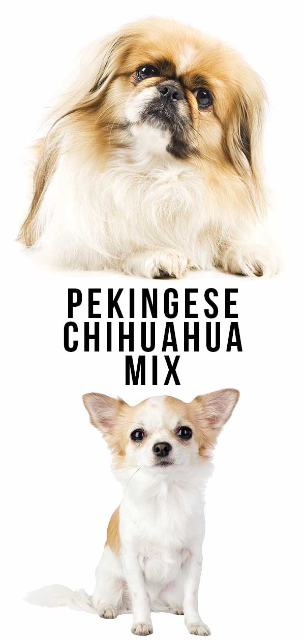 Pekingees Chihuahua Mix