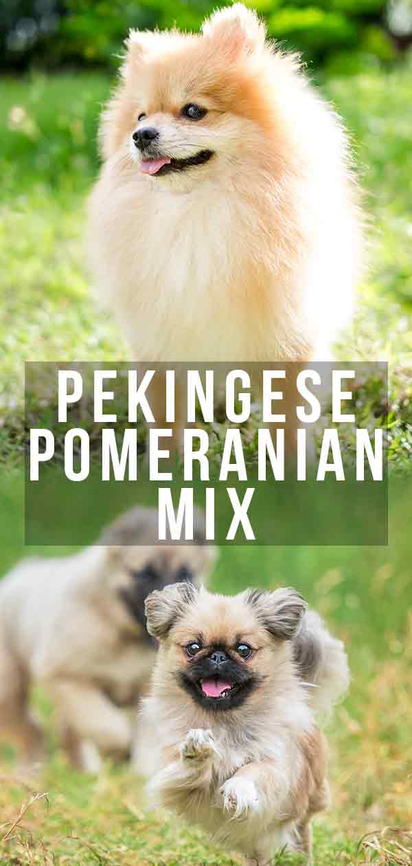 Pekingees Pomeriaan mix