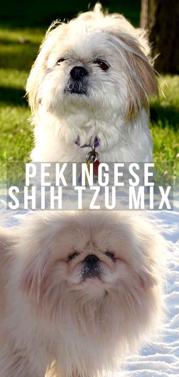De Pekingees Shih-Tzu mix