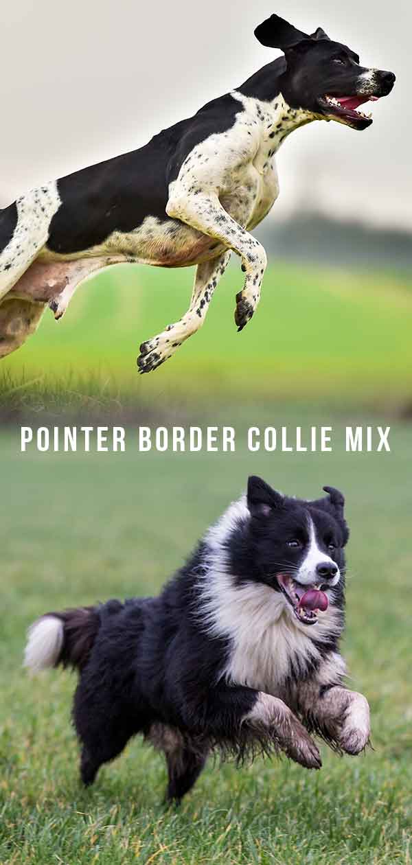 Pointer Border Collie Mix