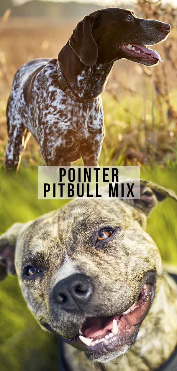 Pointer Pitbull Mix