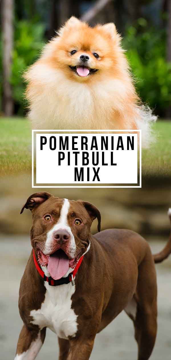 Pomeriaan Pitbull Mix