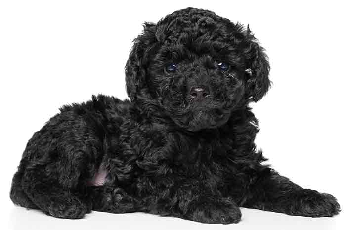 zwarte speelgoed poedel pup