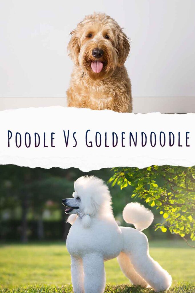 poedel vs goldendoodle