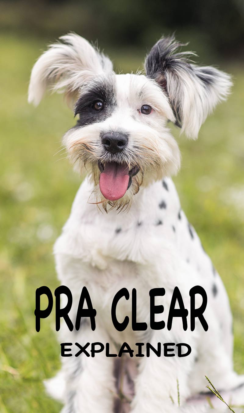 Alles wat je ooit wilde weten over PRA. Wat is PRA, wat betekent PRA clear, wat zijn de symptomen en kan PRA genezen worden?