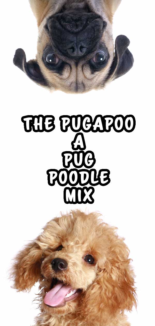 Pugapoo - mopshond poedel mix