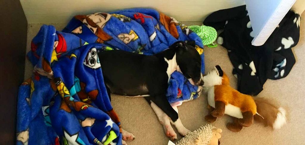 Puppy Huilt 'S Nachts - Uw Pup Helpen Zich Te Vestigen In Zijn Nieuwe Huis  - Uitgelaten Hond
