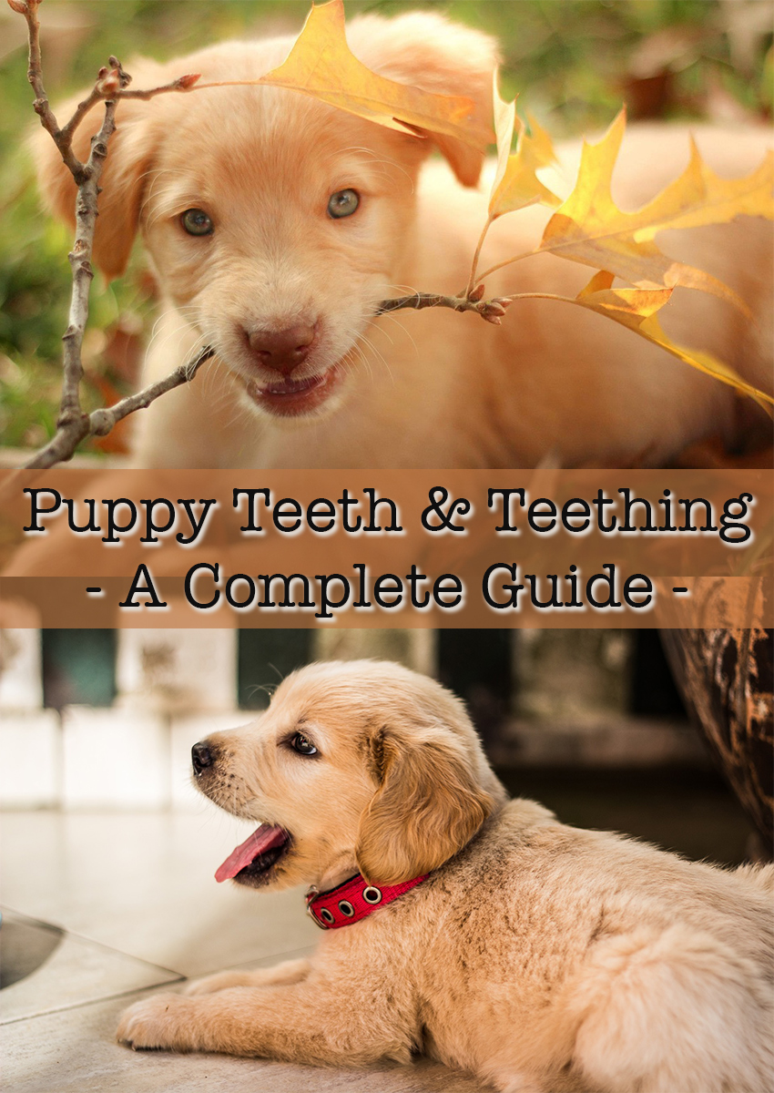 Puppy Tanden &; Tandjes, inclusief hoeveel tanden hebben honden.
