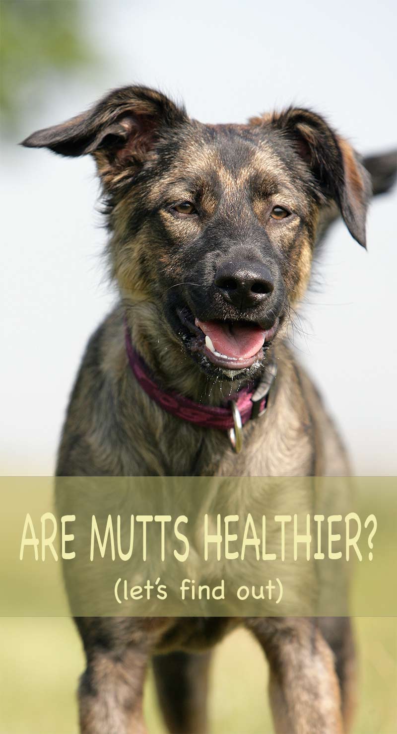 Volbloed honden vs straathonden - wat is gezonder? Ontdek de feiten in deze gedetailleerde gids