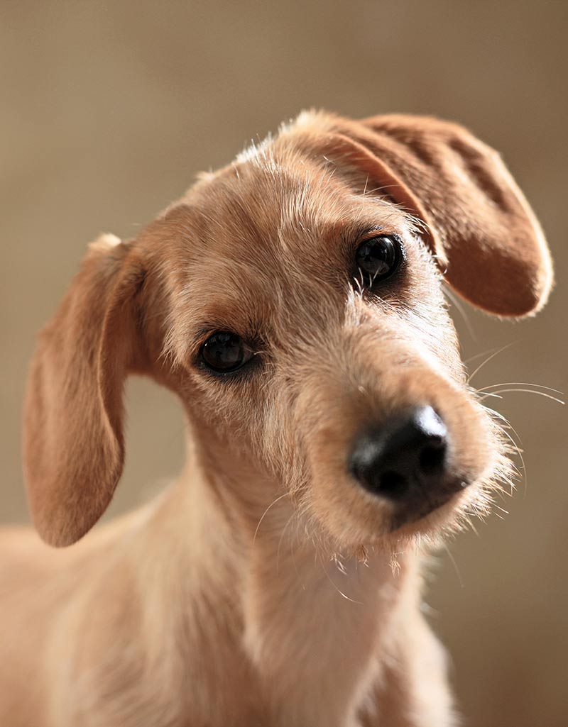 Opvallend mooie puppy van gemengd ras - maar is hij gezonder dan een raszuivere pup?