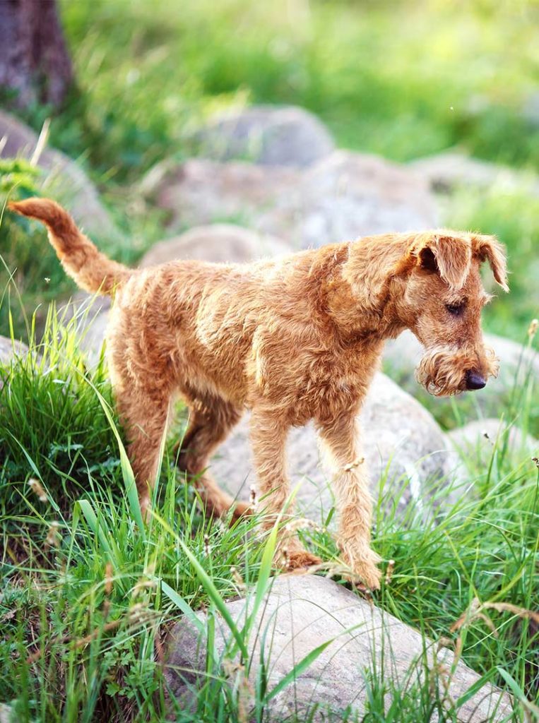irish hondenrassen - irish terrier