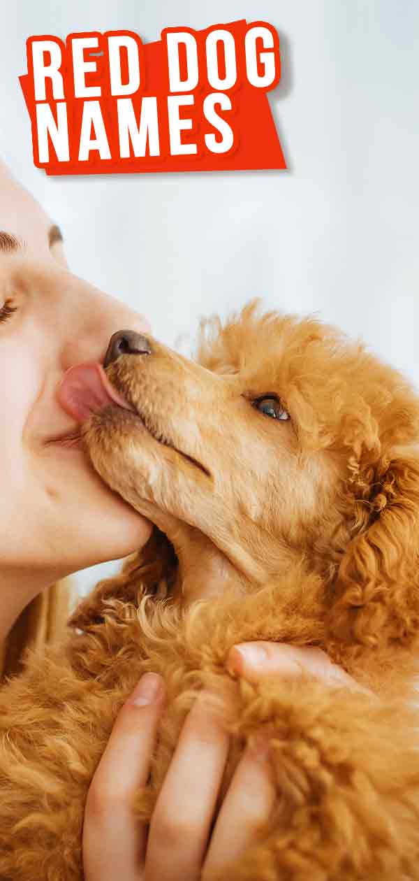 Red Dog Names - De beste mannelijke en vrouwelijke namen voor uw Ginger Dog