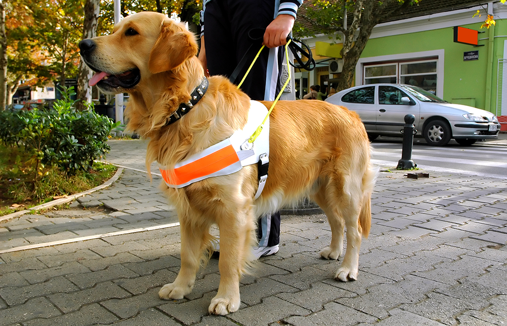 positieve-versterking-service-hond-training