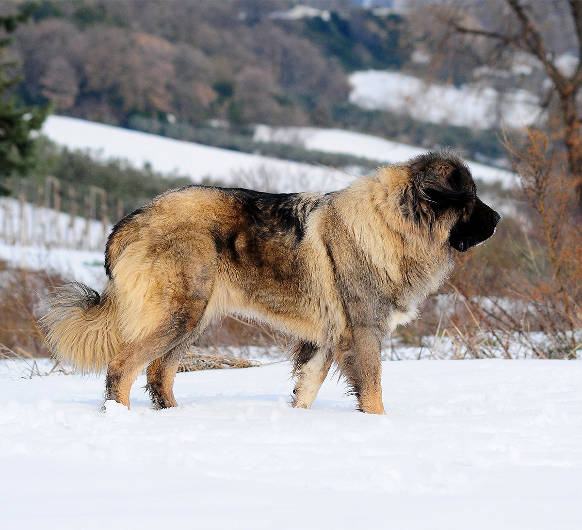 russische beer hond - kaukasische herder