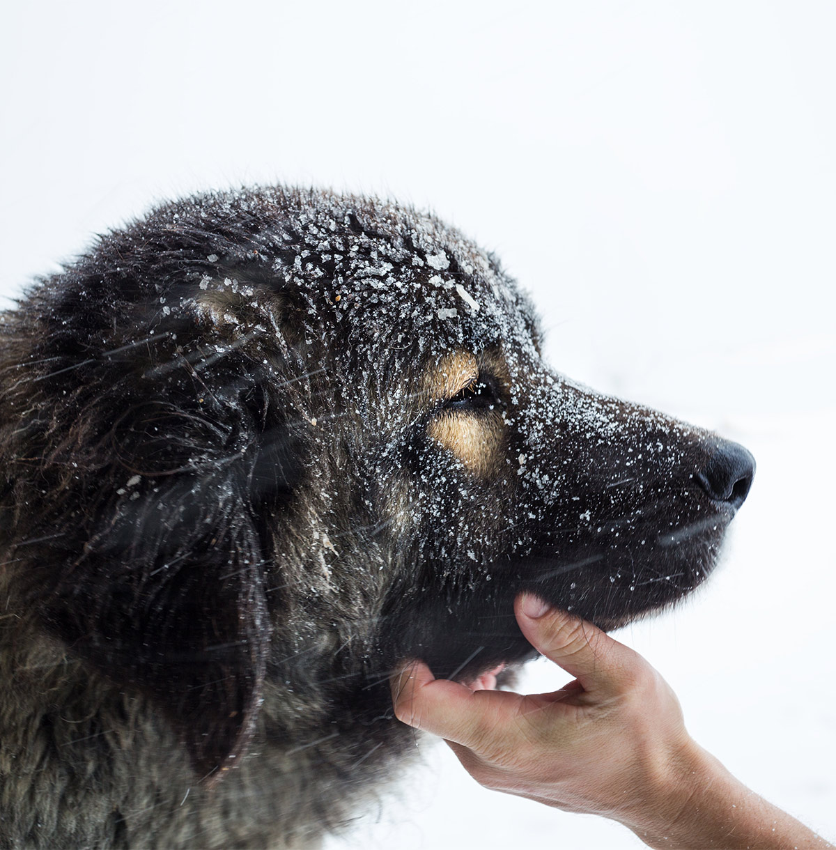 russische beer hond - kaukasische herder