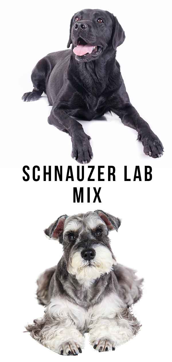 Schnauzer Lab mix