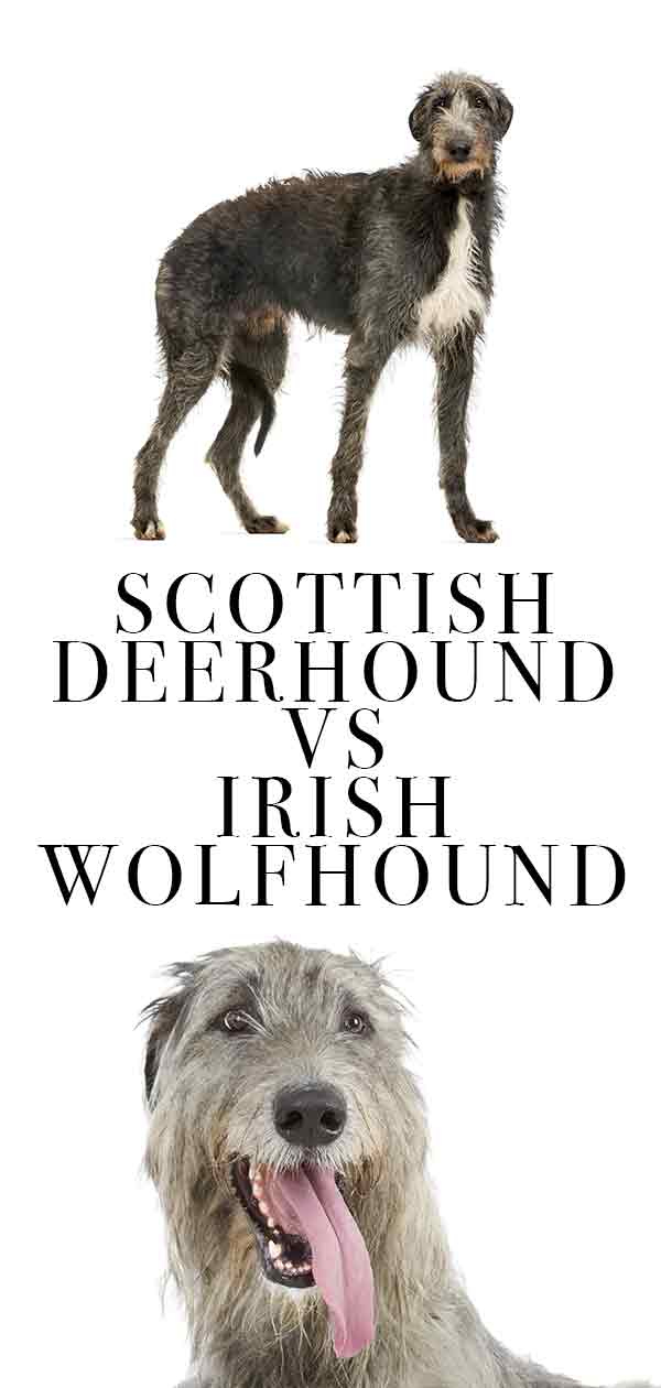 scottish deerhound vs irish wolfhound