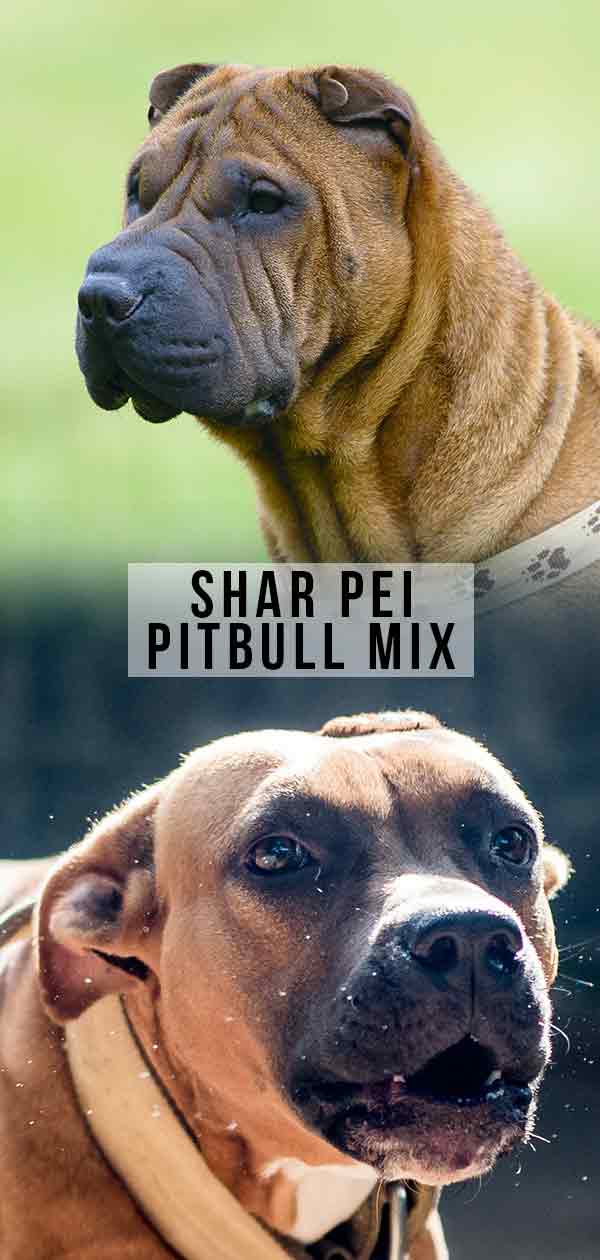 Shar Pei Pitbull Mix
