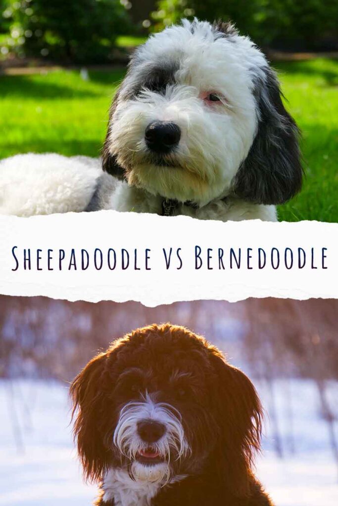 sheepadoodle vs bernedoodle