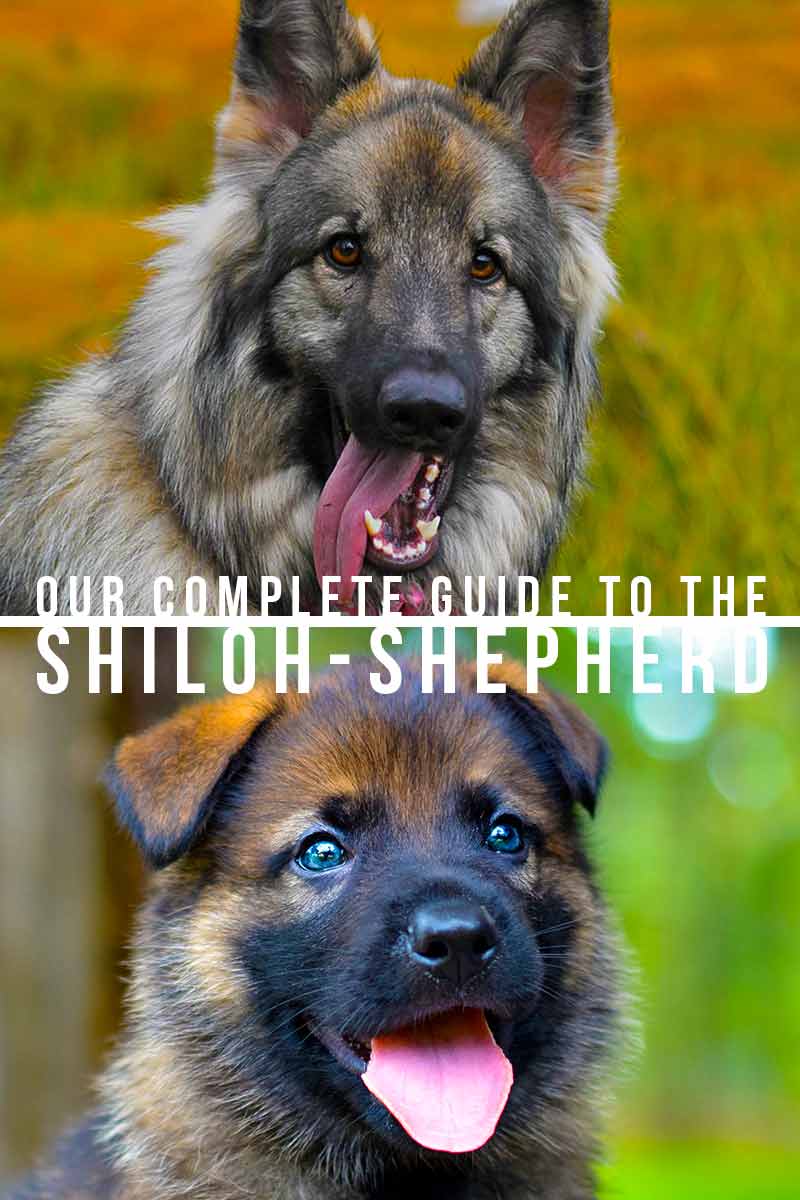 Onze complete gids voor de Shiloh Shepherd - Hondenrasoverzicht