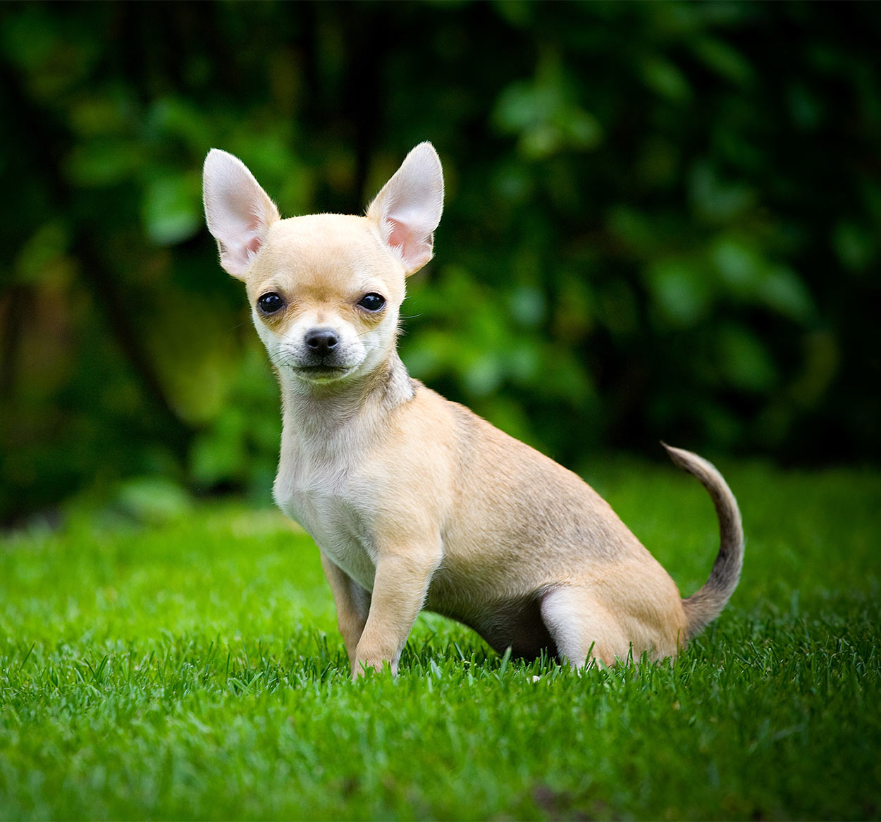 Kleinste Hond Ter Wereld