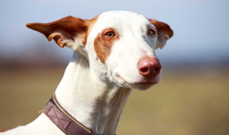 spaanse hondenrassen - ibizan hound