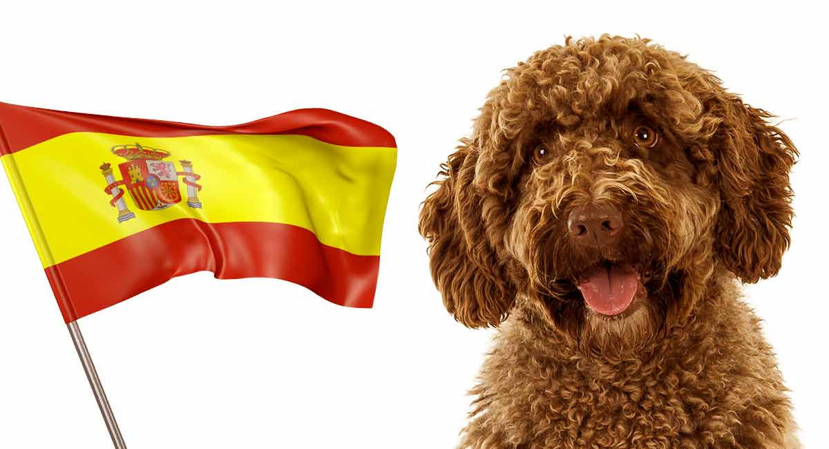 Spaanse hondenrassen