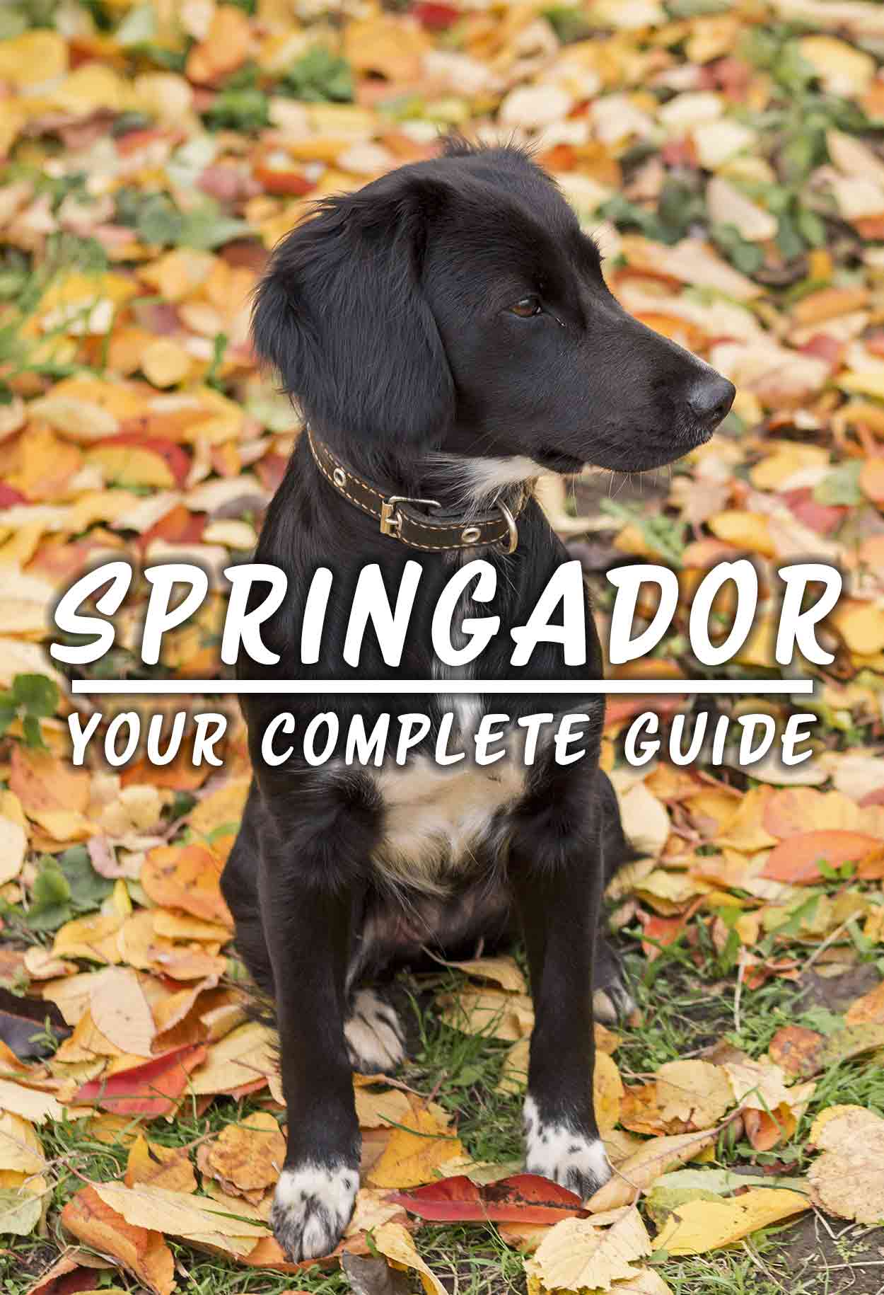 Springador, Uw Complete Gids - Hondenras overzicht