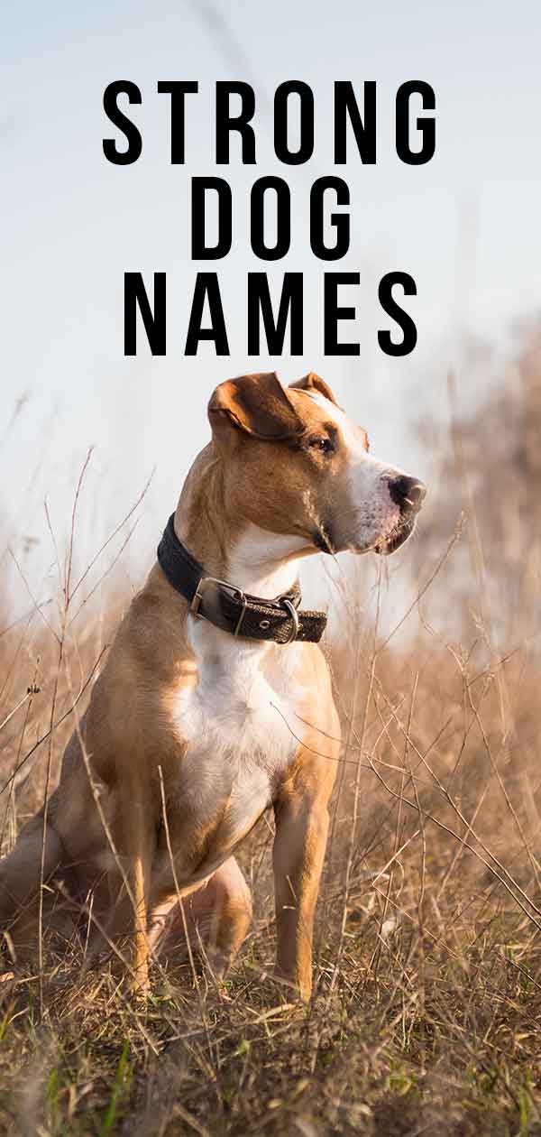 sterke hondennamen