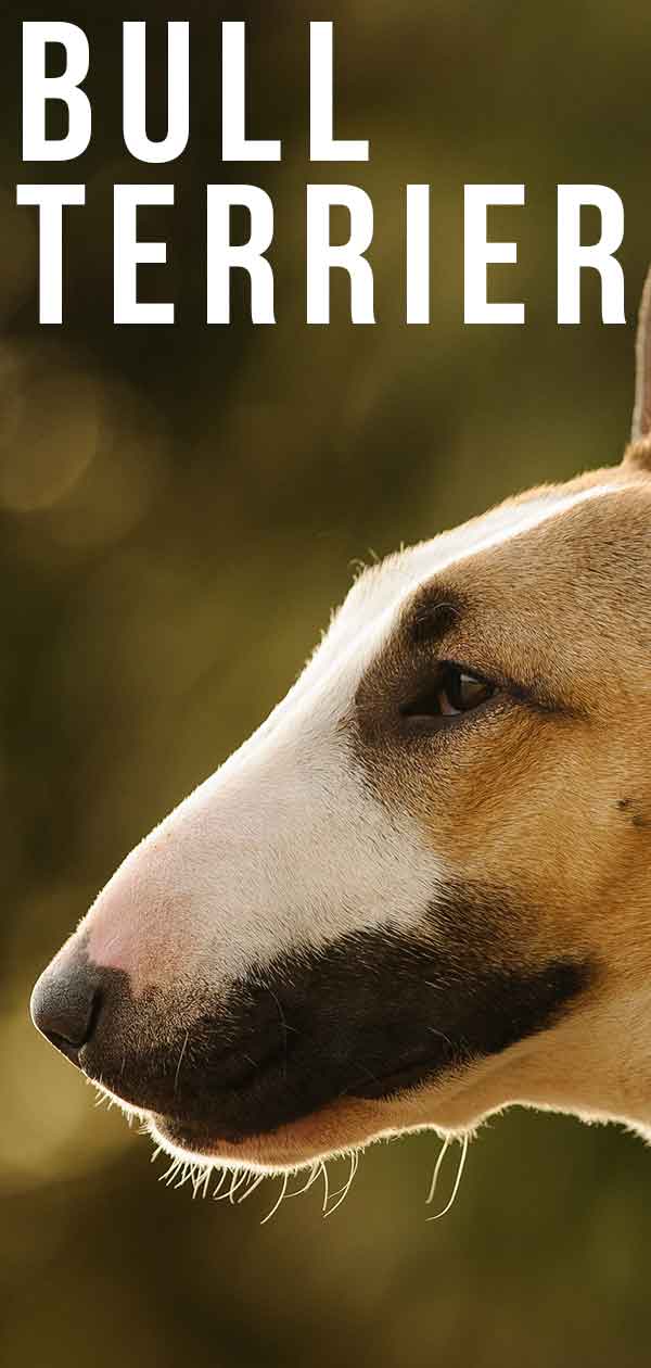 Bull Terrier hond