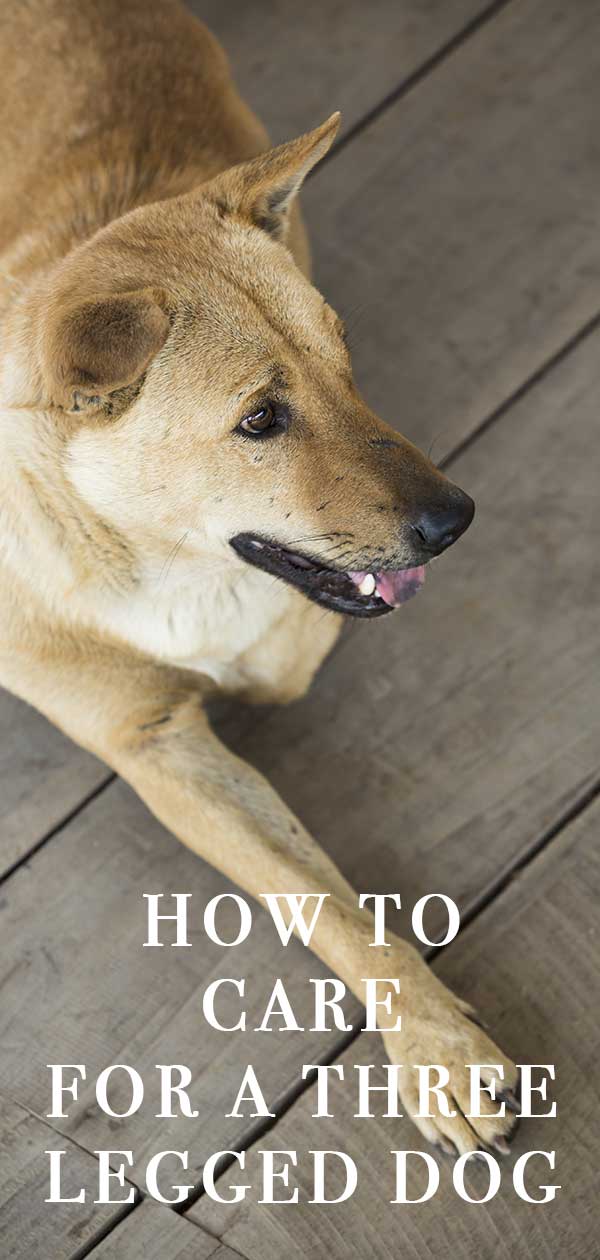 Hoe moet je een hond met 3 poten verzorgen?