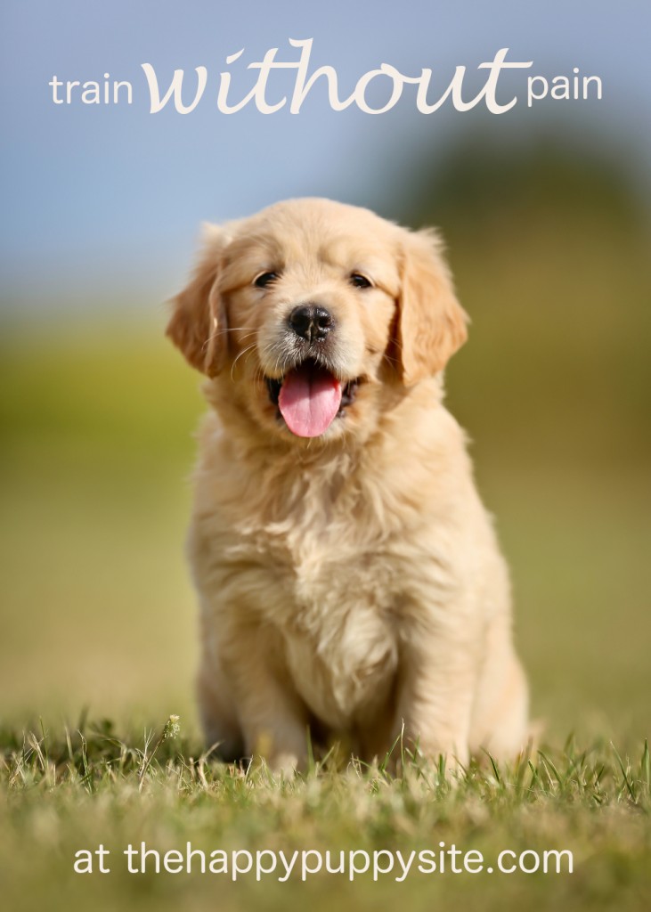 trainen zonder pijn happy dog training