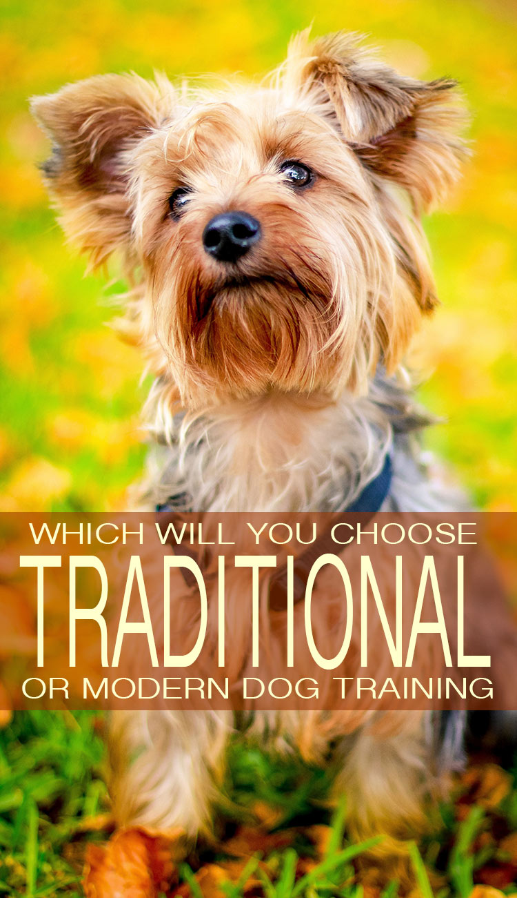Traditionele versus moderne hondentraining. We leggen de verschillen uit en helpen je beslissen.