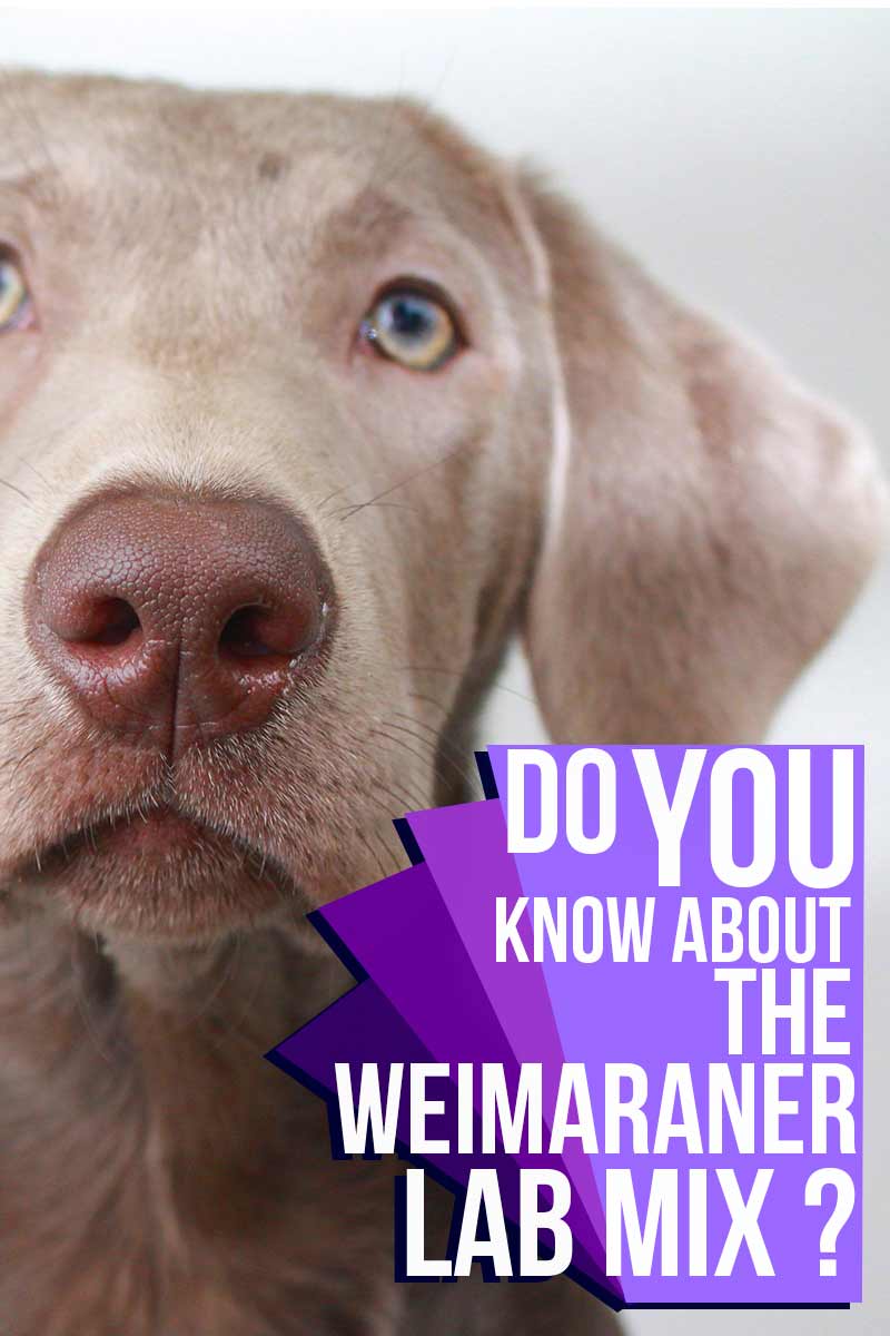 Kent u de Weimaraner Labrador mix?