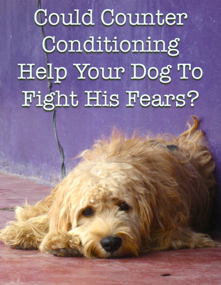 Wat is tegenconditionering in hondentraining, en hoe het te gebruiken om uw hond te helpen zijn angsten te bestrijden